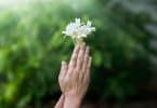 Mãos brancas segurando flores brancas.