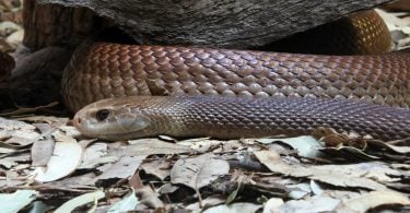 Cobra marrom se arrastando no chão