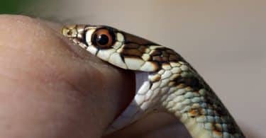 Cobra mordendo o braço de uma mulher.