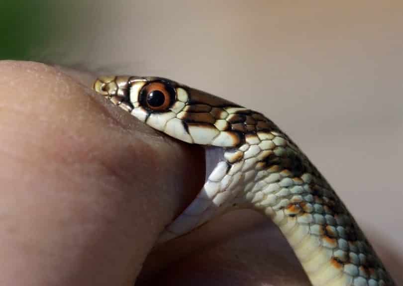 Cobra mordendo o braço de uma mulher.