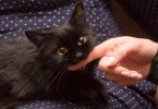 Gato preto mordendo o dedo de uma pessoa.