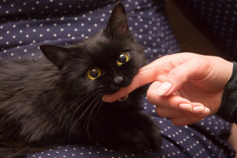 Gato preto mordendo o dedo de uma pessoa.