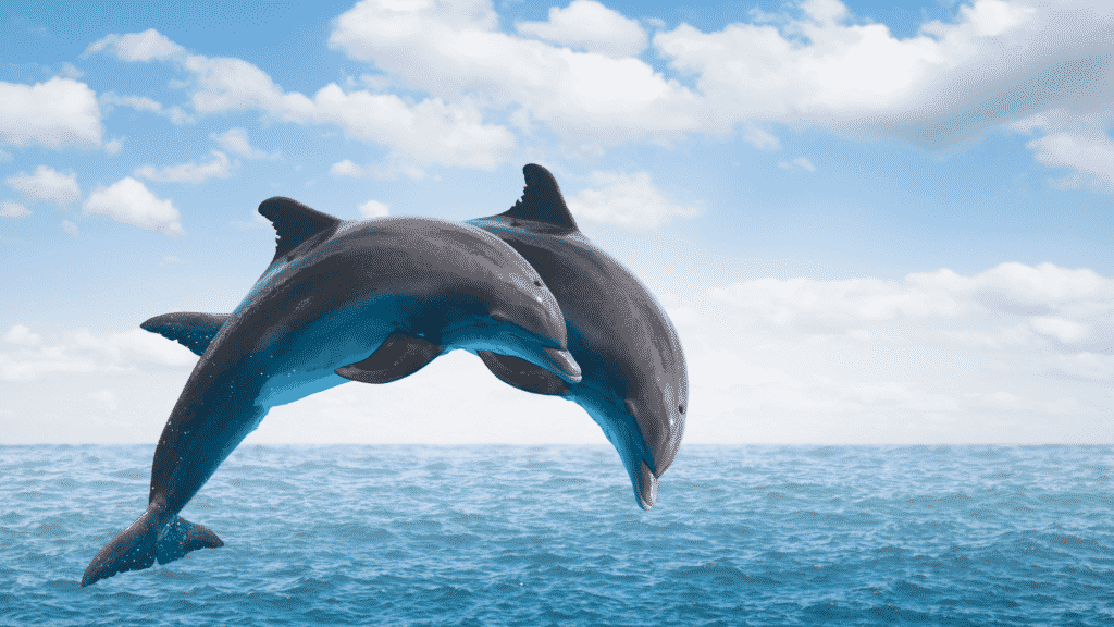 Dois golfinhos efetuando um salto para fora d'água.