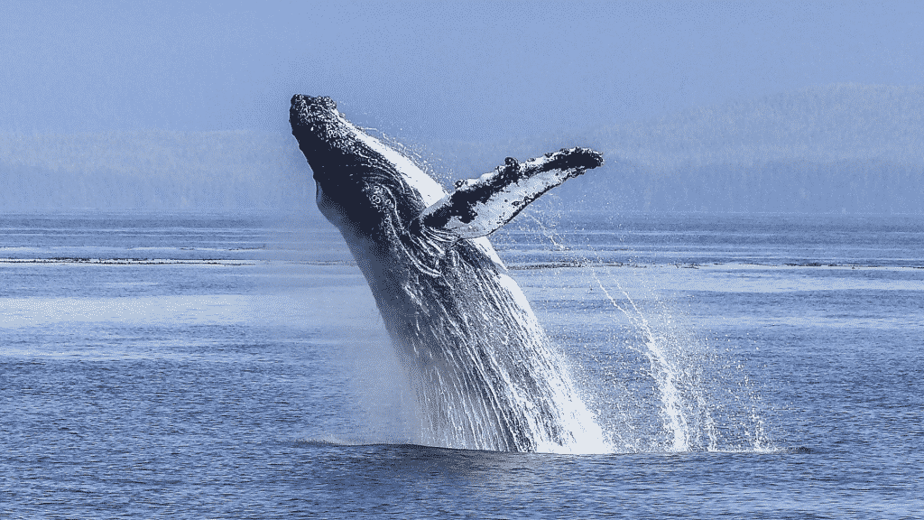 Uma baleia realizando um salto na água.