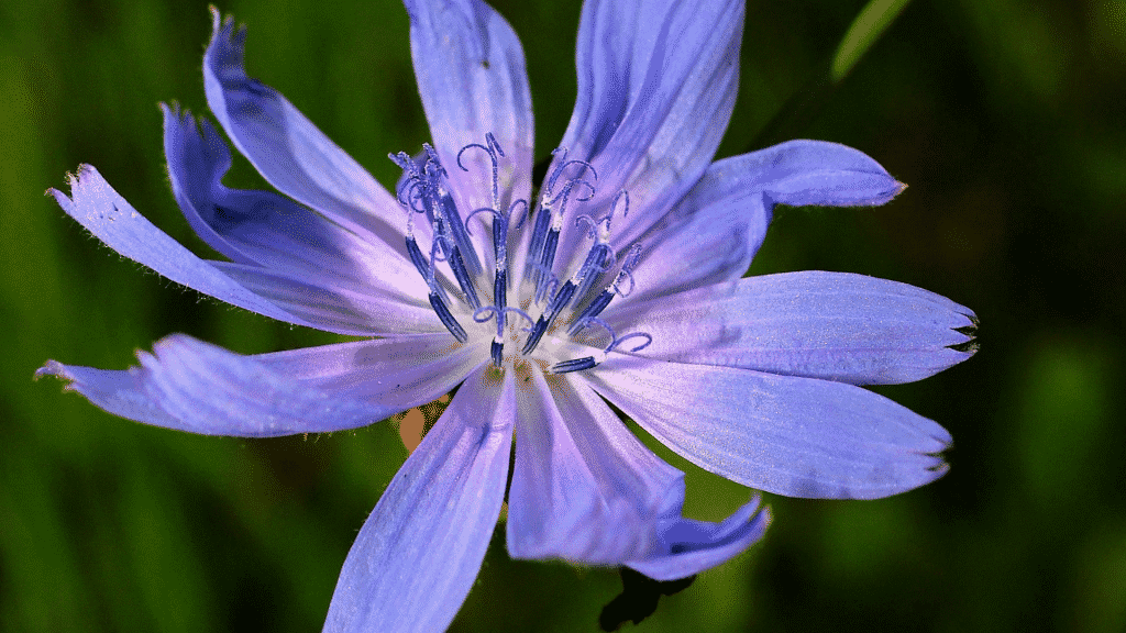 Flor de chicória