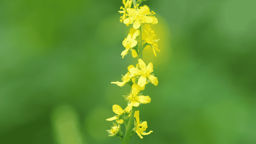 Flor Agrimony