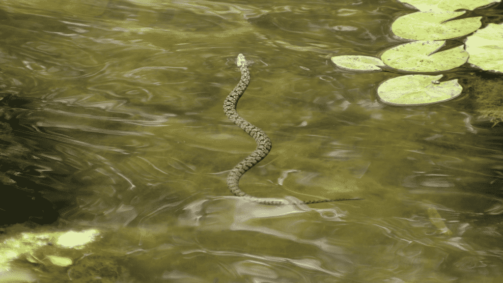 Uma cobra num rio.