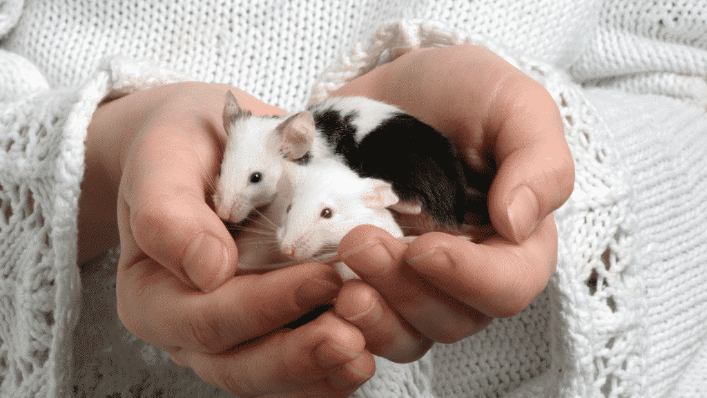 Duas mãos segurando pequenos ratos.