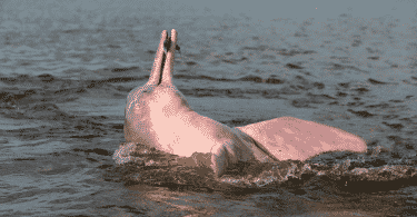 Um boto côr-de-rosa comendo um peixe.