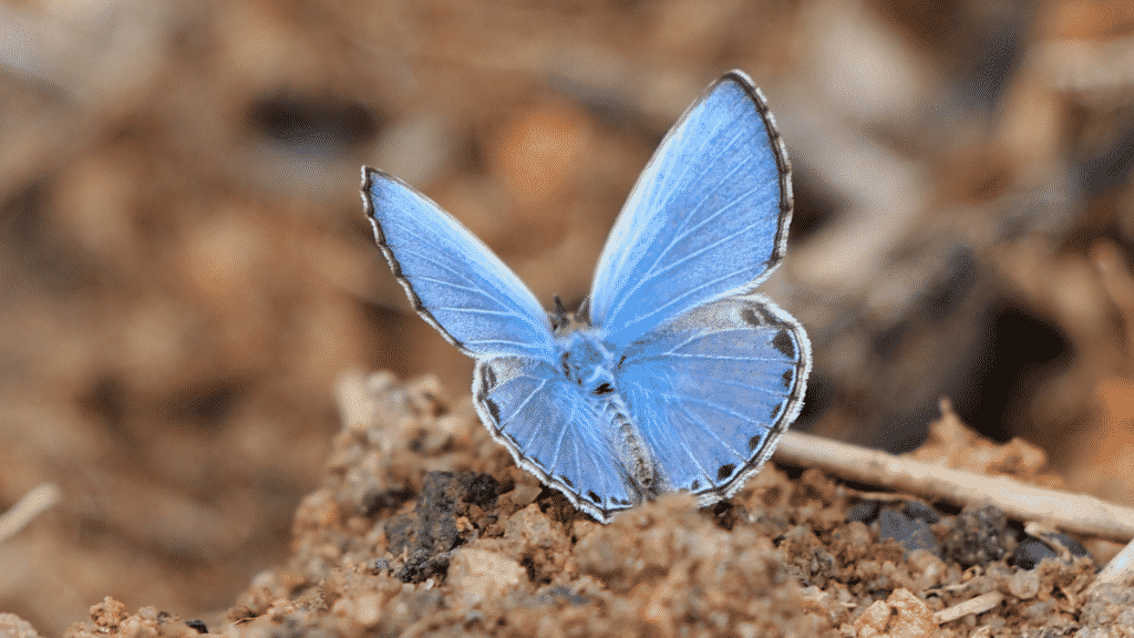 Uma borboleta azul.