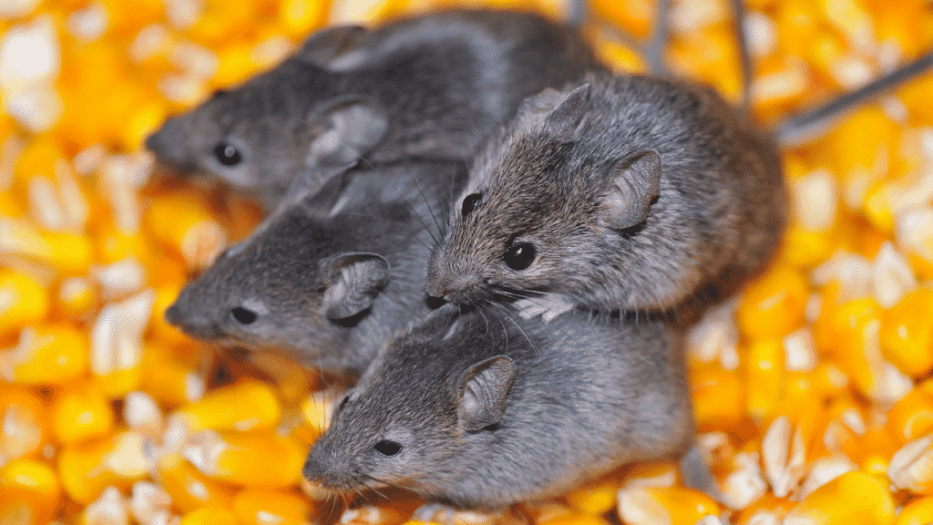 Quatro ratos pequenos sobre grãos de milho.