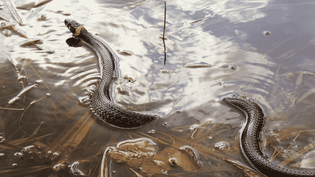 Uma grande cobra preta que tem seu corpo inserido parcialmente numa quantia rasa de água.