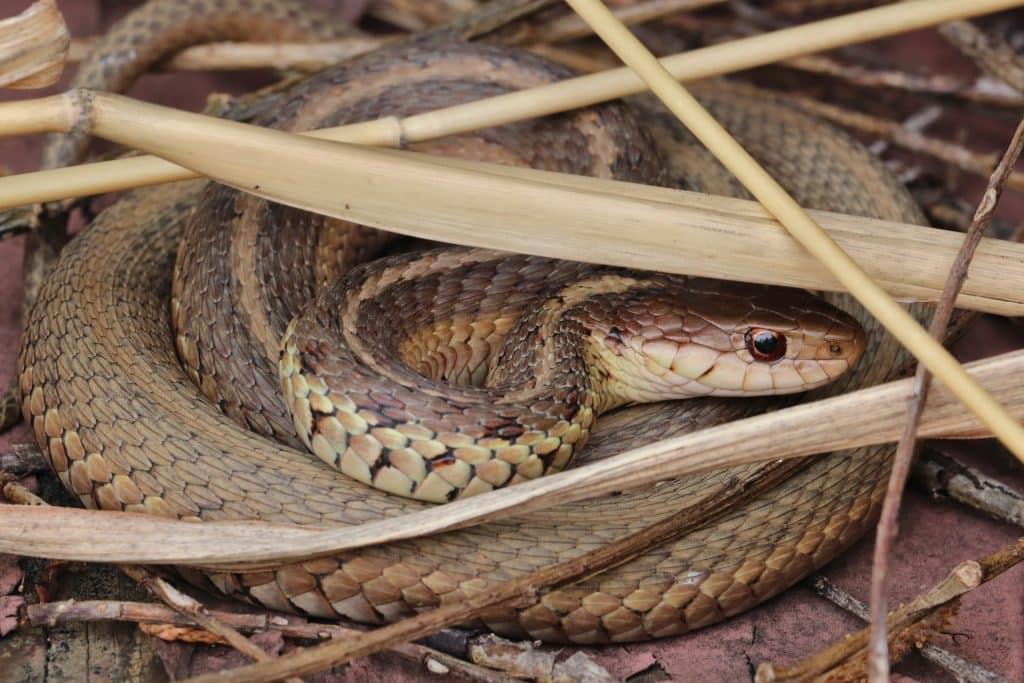 Cobra marrom enrolada em palhas.