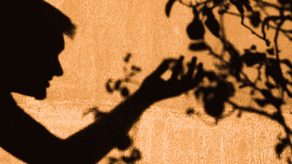 Numa representação de sombras, um homem colhendo um fruto numa árvore.
