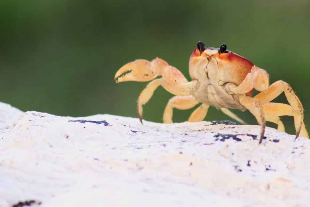 Caranguejo pequeno.