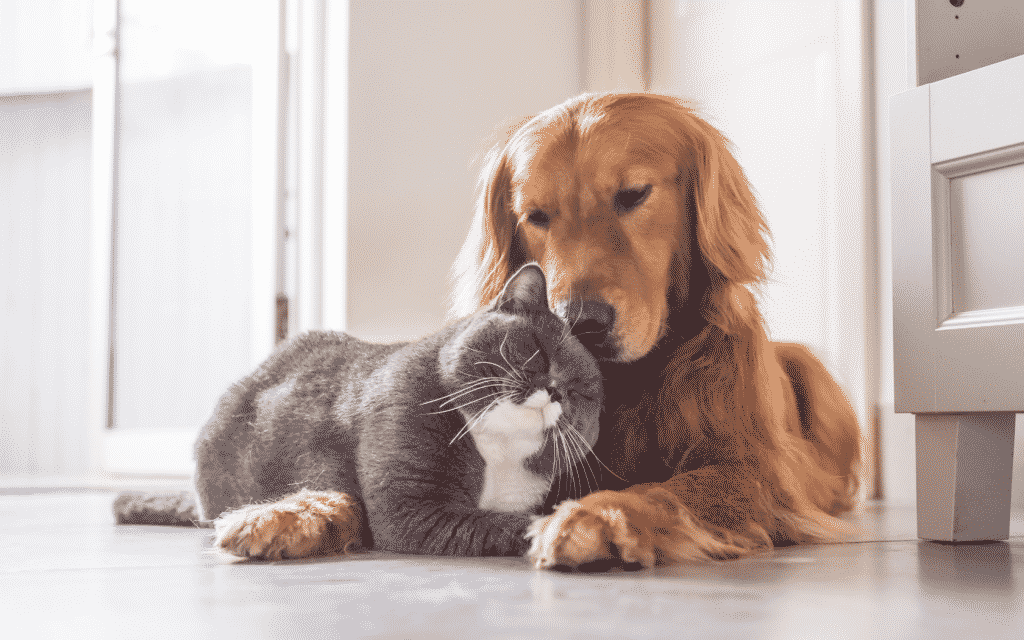 Um cachorro e um gato, lado a lado.