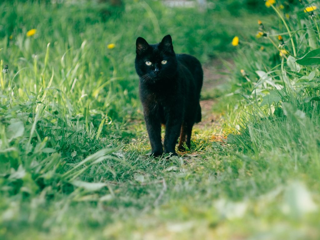 Gato preto em um jardim.