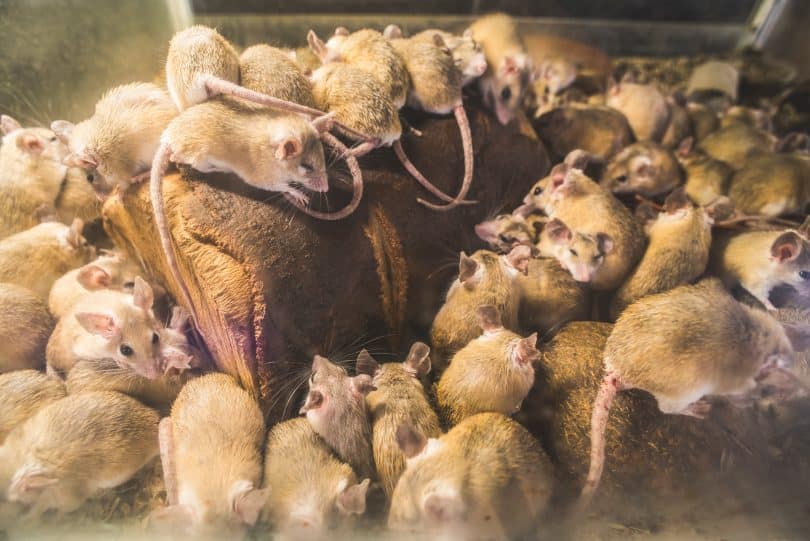 Vários ratos roendo um pedaço de madeira.