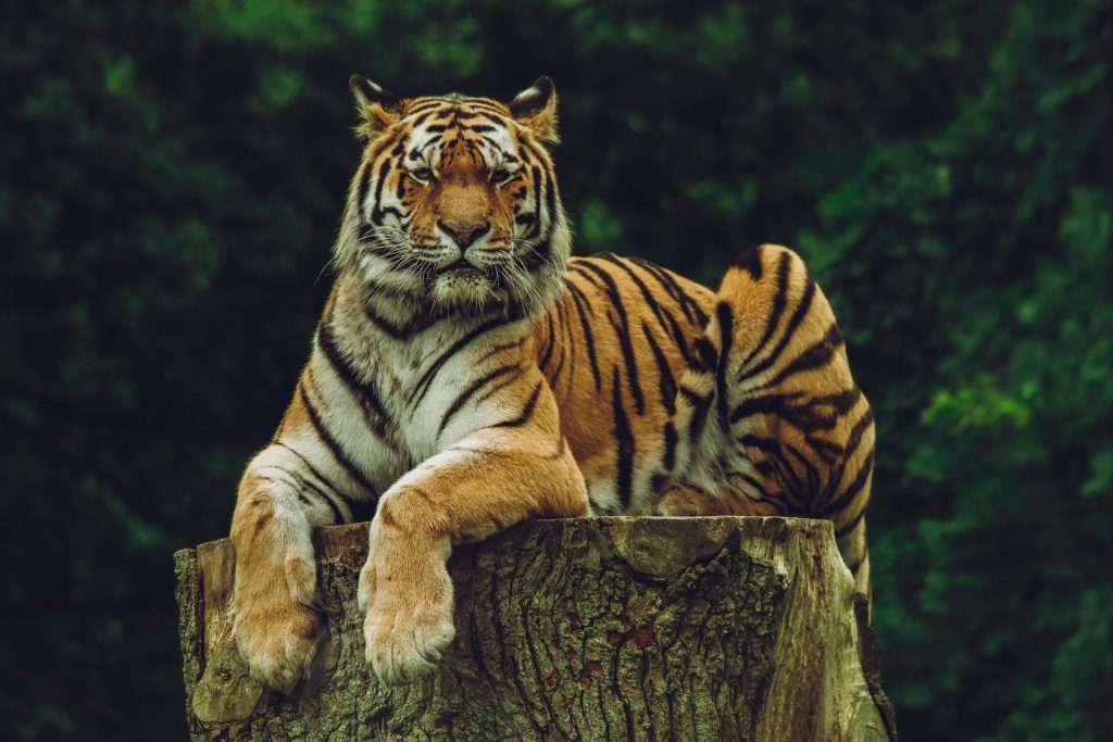 Tigre sentado em um tronco de árvore.
