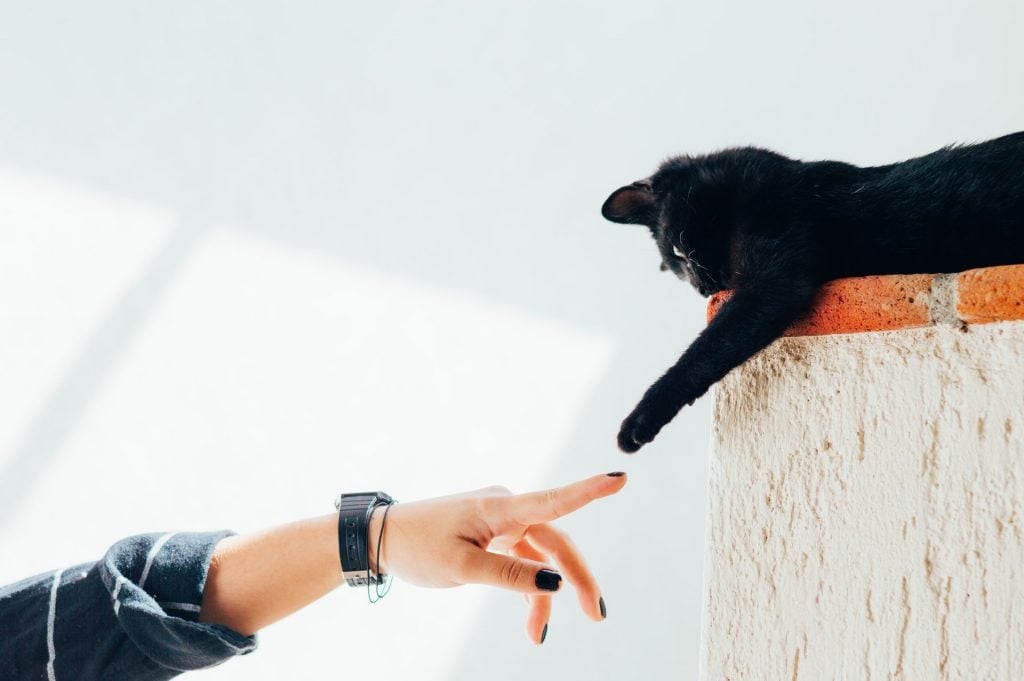 Gato preto estendendo a patinha para tocar no dedo de uma pessoa.