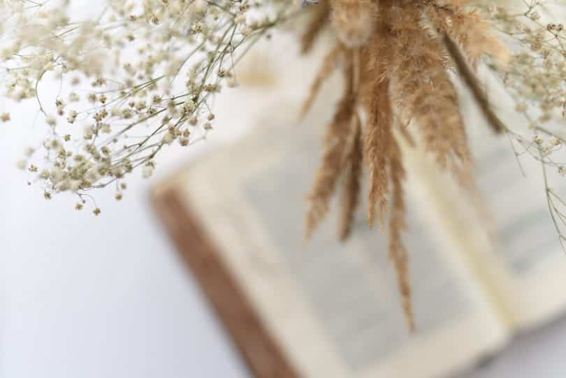 Bíblia aberta com plantas em cima.
