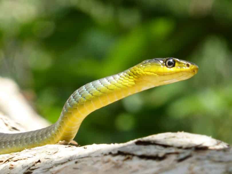 Cobra com a cabeça levantada.