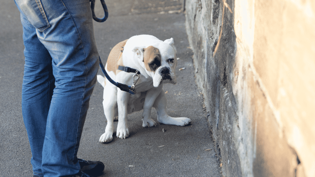 Um cachorro defecando num beco.