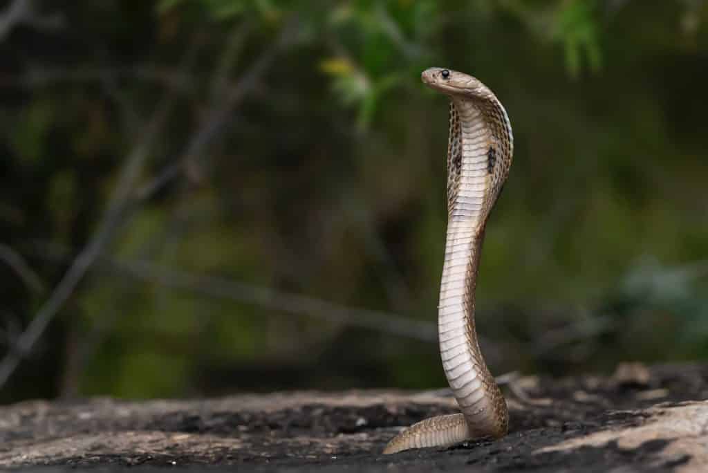 Cobra se preparando para dar o bote.