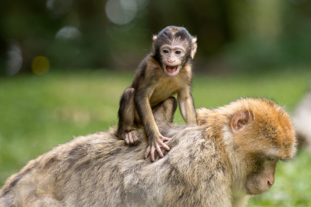Pequeno macaco em cima de um macacao maior.