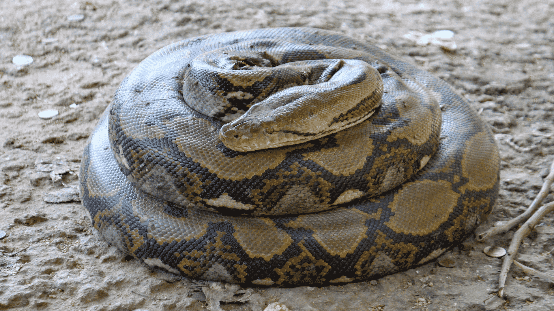 Sonhar com cobra dando bote: preta, verde, marrom, cascavel e mais!