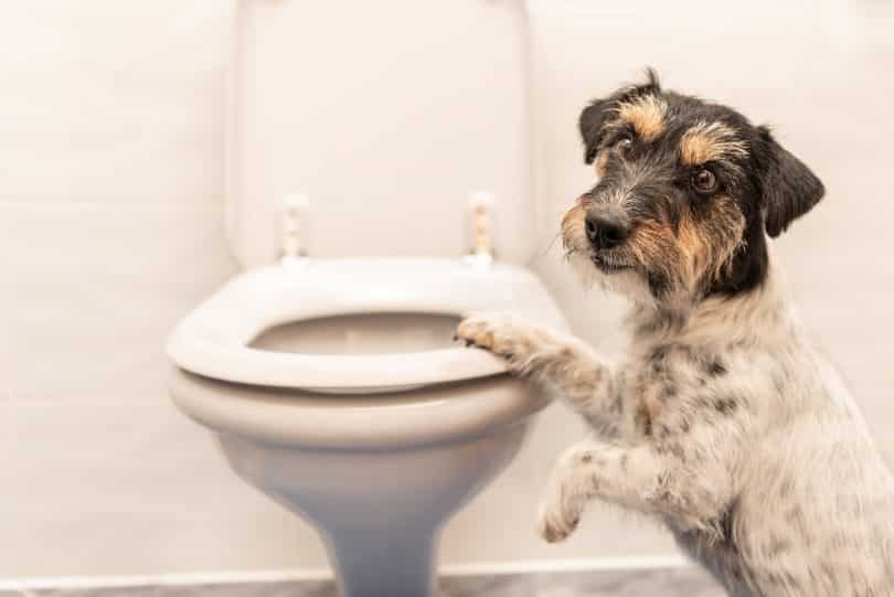 Um cachorro apoiando uma de suas patas na superfície de uma privada aberta.