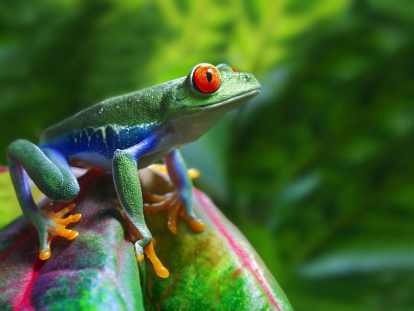 Sapo verde em uma planta.