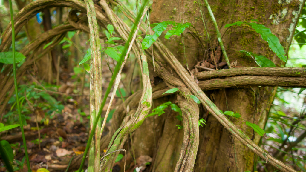 ayahuasca