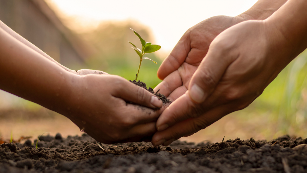 Mãos de um homem adulto e mãos de uma criança segurando uma muda de uma planta.