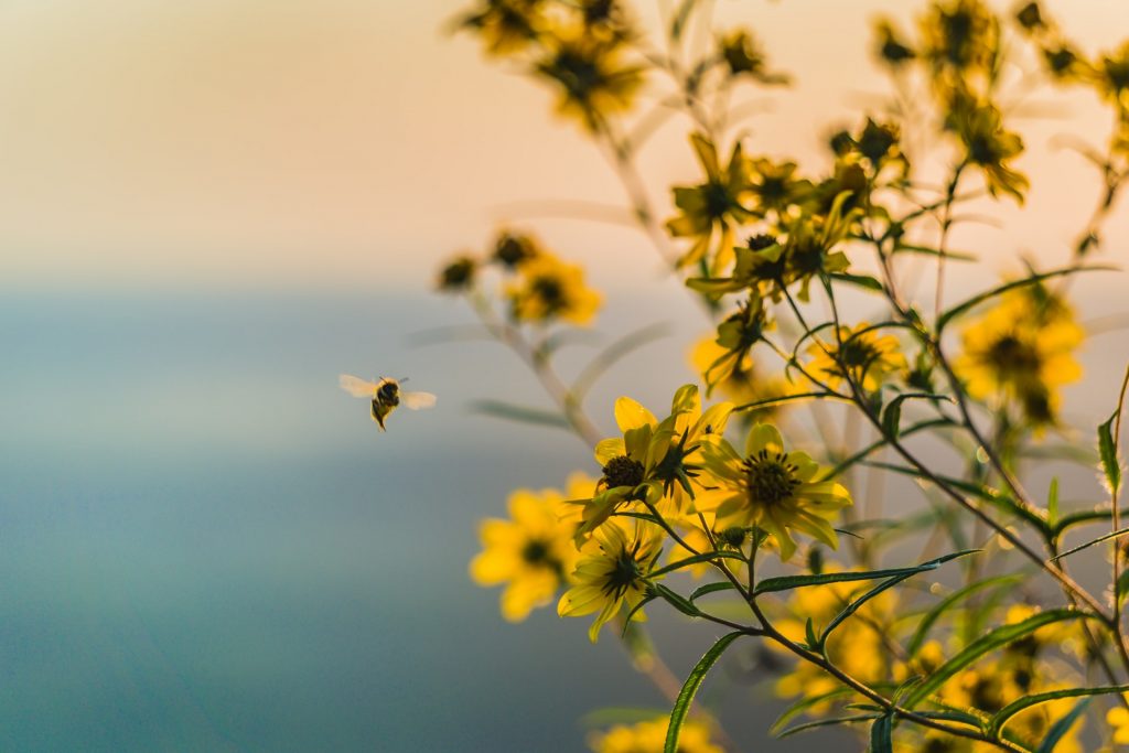 Abelha sozinha ao lado de flores amarelas.