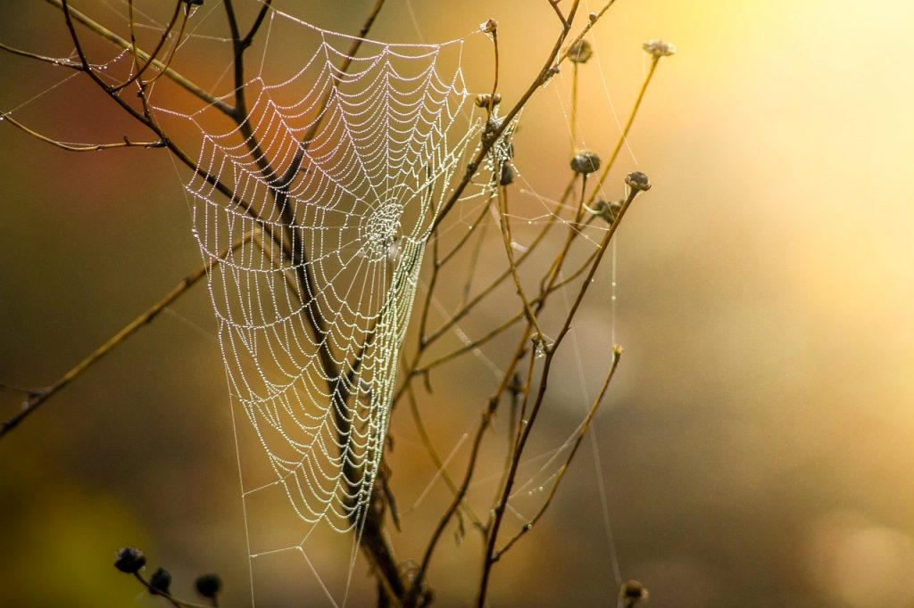 Teia de aranha em galhos de árvore