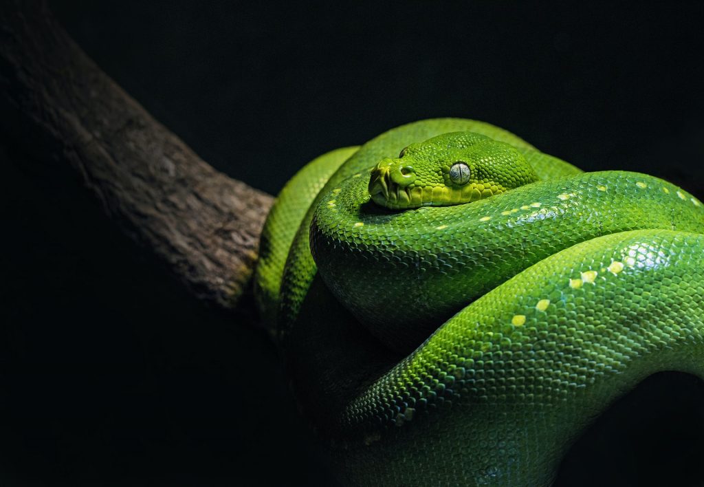 Cobra verde.