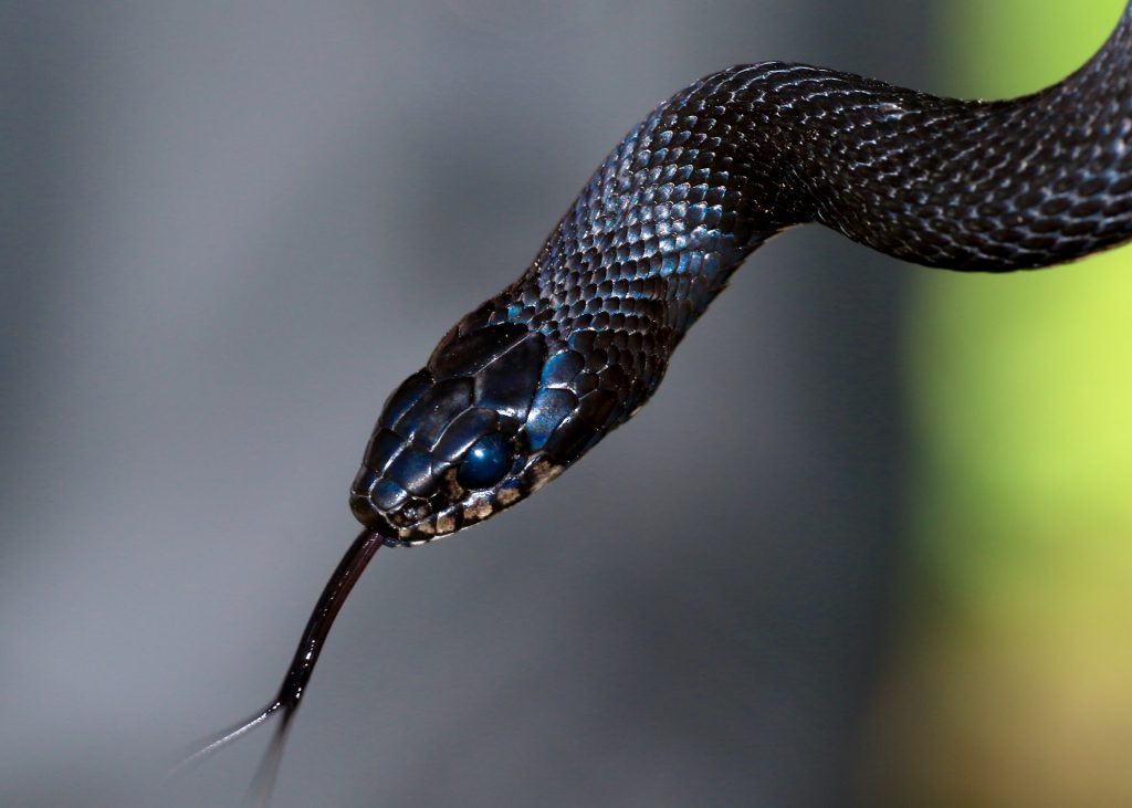 Cobra preta.