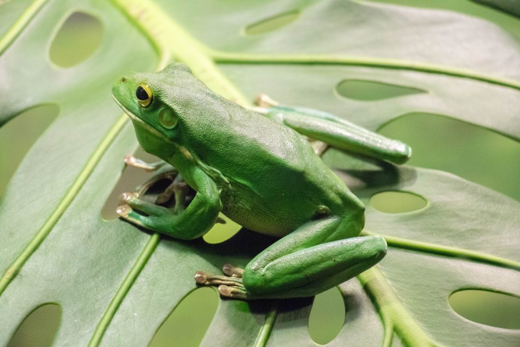 Sapo verde em uma planta grande.