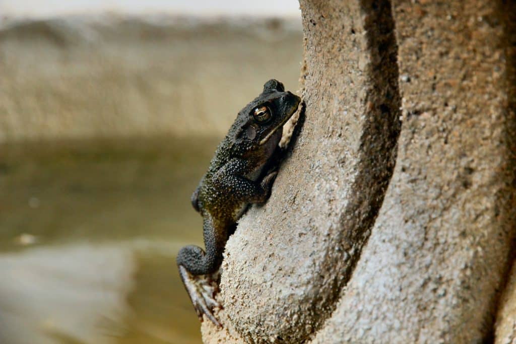 Sapo preto em uma pedra.