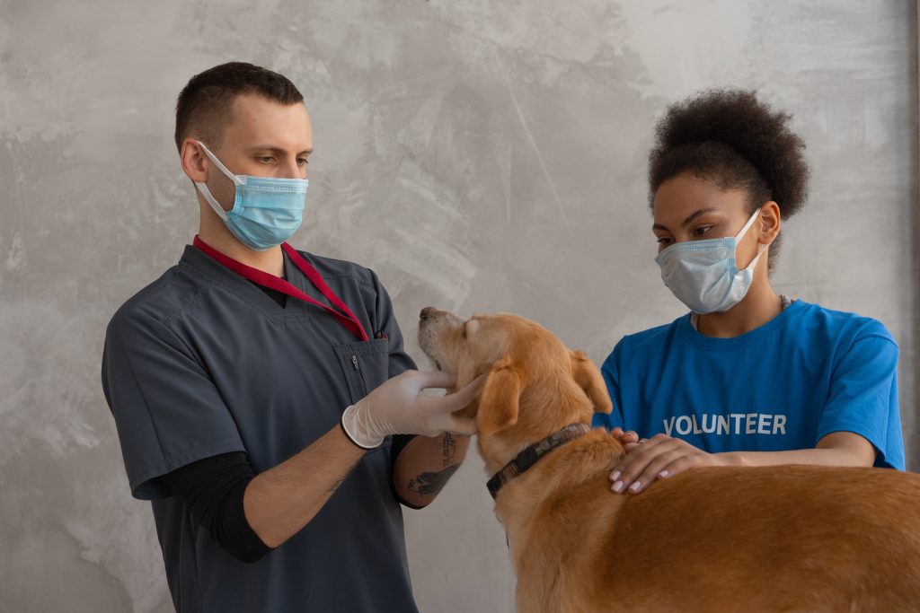 Veterinários acariciando cachorro