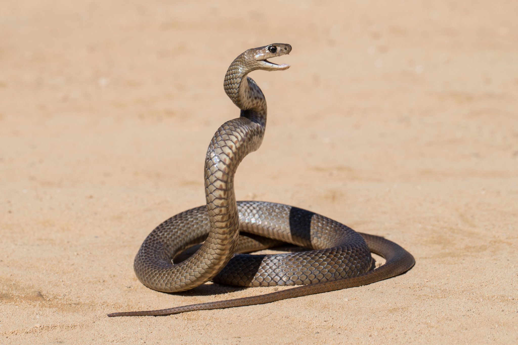 Sonhar com Cobra Morta, Picando, Grande e Muitas Cobras. Significado