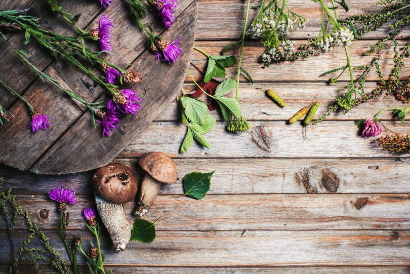 Mesa com plantas, cogumelos e flores.