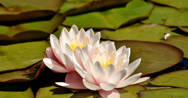 Lago repleto de vitórias-régias com flores