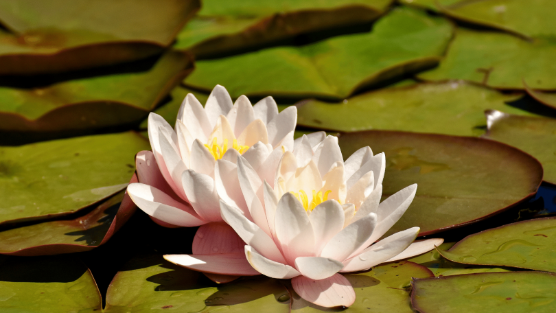 Lago repleto de vitórias-régias com flores