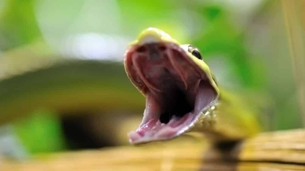 Uma cobra de boca aberta.