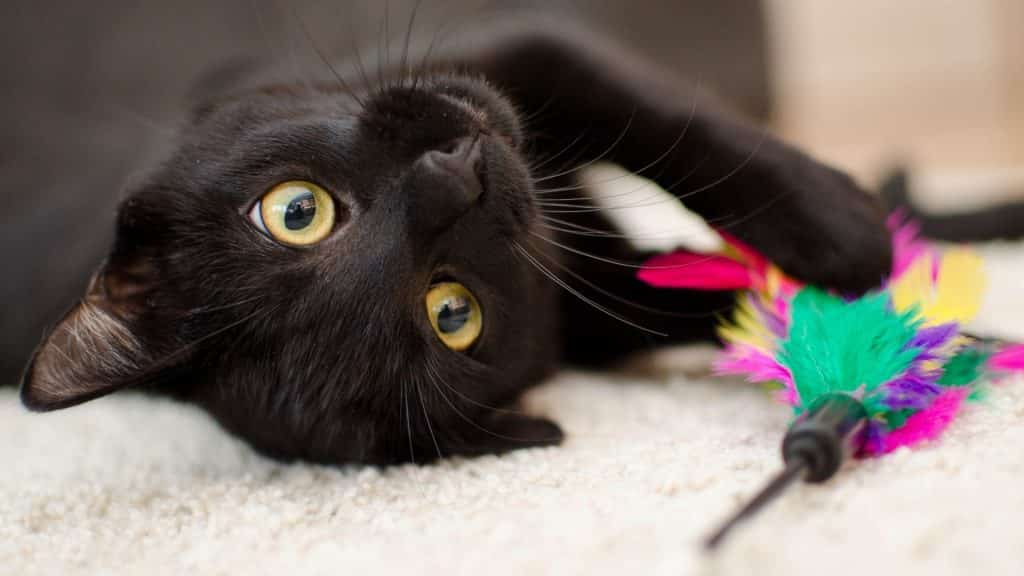 Um gato brincando com uma varinha.