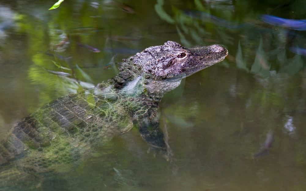 Um pequeno jacaré nadando.