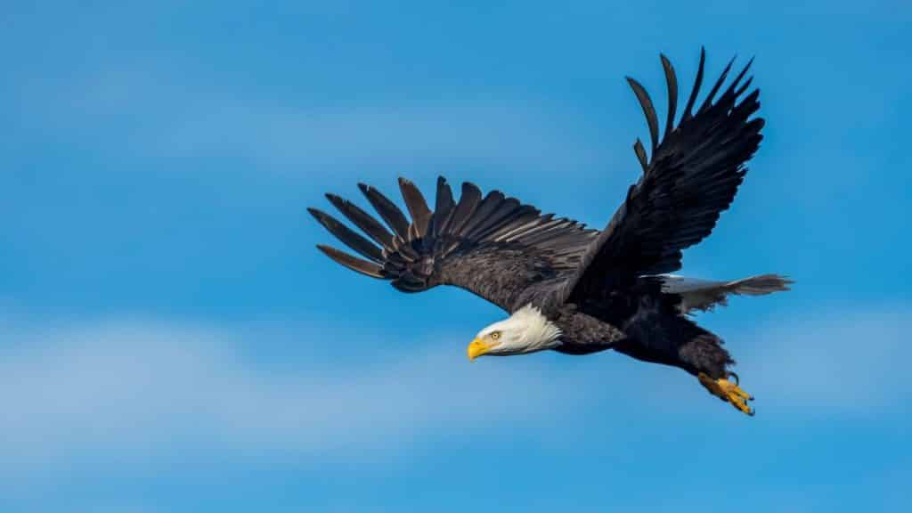 Uma águia voando num céu azul.