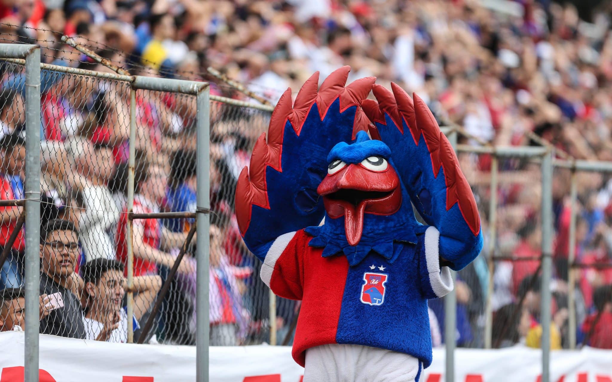 O mascote do Paraná Clube, a gralha-azul, durante um jogo de futebol do clube.